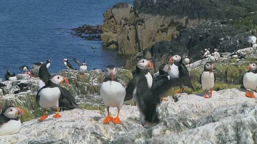 Group of puffins