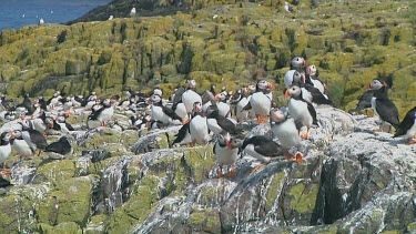 Group of puffins