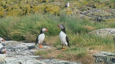 Group of puffins