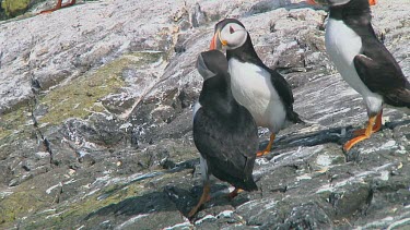 Group of puffins