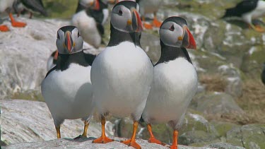 Group of puffins