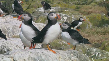 Group of puffins