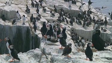 Group of puffins