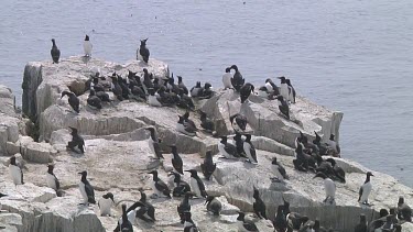 Colony of guillemots sitting on the rocks