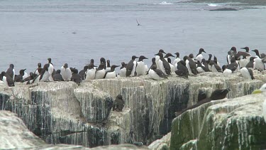 Colony of guillemots sitting on the rocks