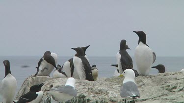 Colony of guillemots sitting on the rocks