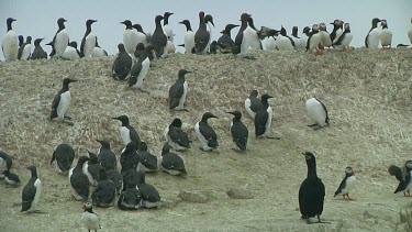 Colony of guillemots sitting on the rocks