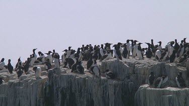 Colony of guillemots sitting on the rocks