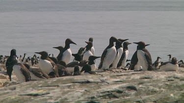 Colony of guillemots sitting on the rocks