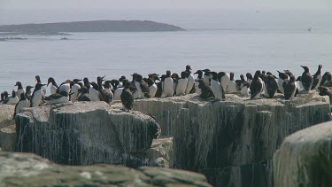 Colony of guillemots sitting on the rocks