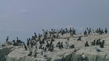 Colony of guillemots sitting on the rocks