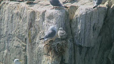 Seagulls nesting