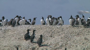 Colony of guillemots sitting on the rocks