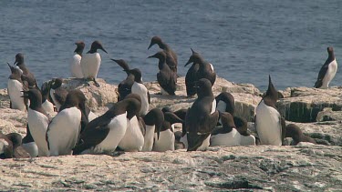 Colony of guillemots sitting on the rocks