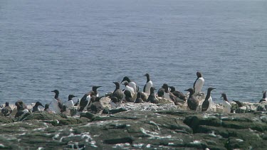 Colony of guillemots sitting on the rocks