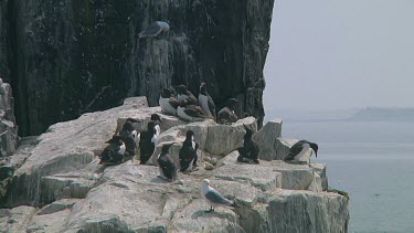 Colony of guillemots sitting on the rocks