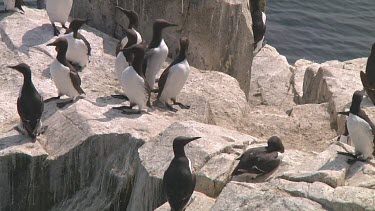 Colony of guillemots sitting on the rocks