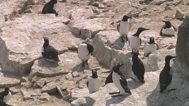 Colony of guillemots sitting on the rocks