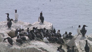 Colony of guillemots sitting on the rocks