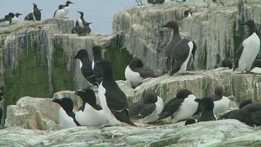 Razorbill sitting on the rocks