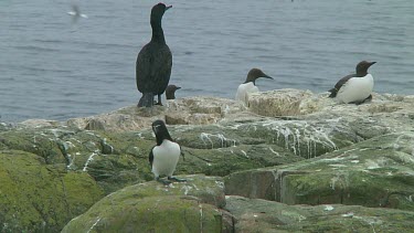 Razorbill sitting on the rocks