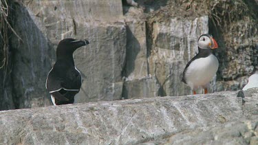 Razorbill sitting on the rocks