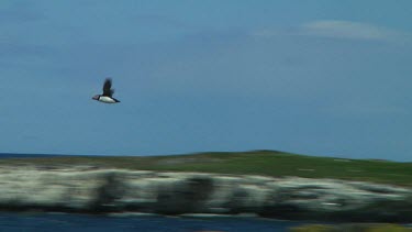 Single puffin flying above a small island in the United Kingdom