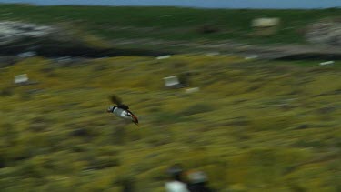 Single puffin flying above a small island in the United Kingdom