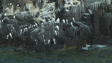 Colony of guillemots fleeing from a rocky shore