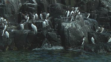 Colony of guillemots fleeing from a rocky shore