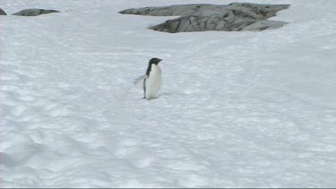Adelie penguin walking and belly sliding on Petermann Island; Antarctica