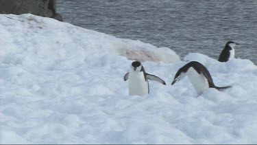 Chinstrap penguins walking and hopping along on the snow of the Antarctic Peninsula