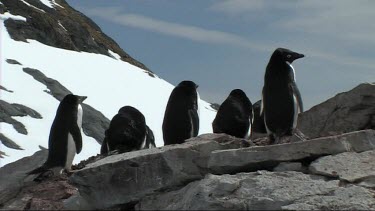Adelie penguins with their backs to camera, standing in a row. Colony on the Antarctic Peninsula
