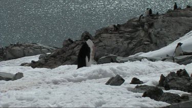 Adelie penguin walking on Goudier Island; Antarctica. Ocean sparkling in background, sunlight reflecting and glistening off water.