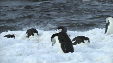 Chinstrap penguin Antarctic Peninsula