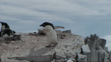 Adelie penguin gathering rocks as nesting material