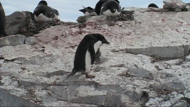 Adelie penguin gathering rocks as nesting material