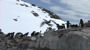 Skua flying above an Adelie penguin colony. Penguins attempt to scare off skua by calling. Skuas scavenge penguin eggs.
