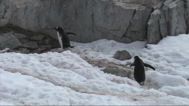 Gentoo penguins walking on the snow of the Antarctic Peninsula