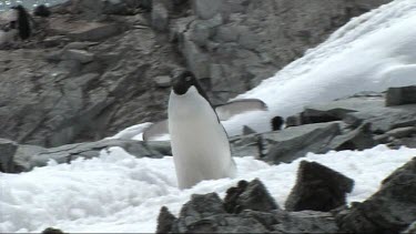 Adelie penguin walking on Goudier Island; Antarctica