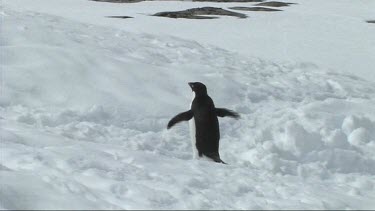 Adelie penguin, wing flapping, walking on Goudier Island; Antarctica