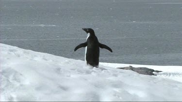Adelie penguin, wing flapping, walking on Goudier Island; Antarctica. Falls onto belly and slides then hops up and waddles