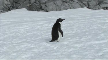 Adelie penguin walking on Goudier Island; Antarctica