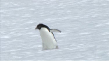 Adelie penguin belly sliding on Petermann Island; Antarctica