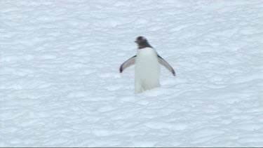 Gentoo penguin waddling walking on the snow of the Antarctic Peninsula