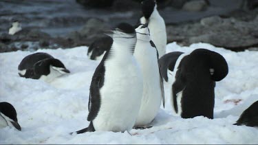 Chinstrap penguin preening on Antarctica