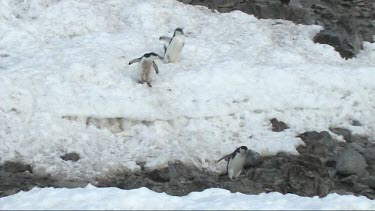 Chinstrap penguins walking down a steep hill on Antarctica