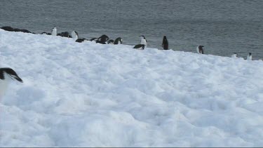 Chinstrap penguins walking on the snow of the Antarctic Peninsula