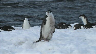 Chinstrap penguins walking on the snow of the Antarctic Peninsula