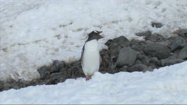 Gentoo penguin standing on the Antarctic Peninsula